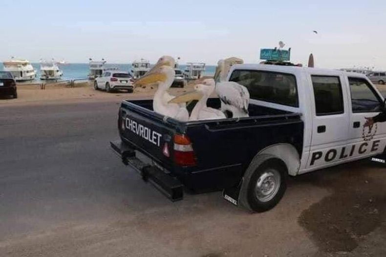 Gewoon een verzameling hilarische foto's #1605