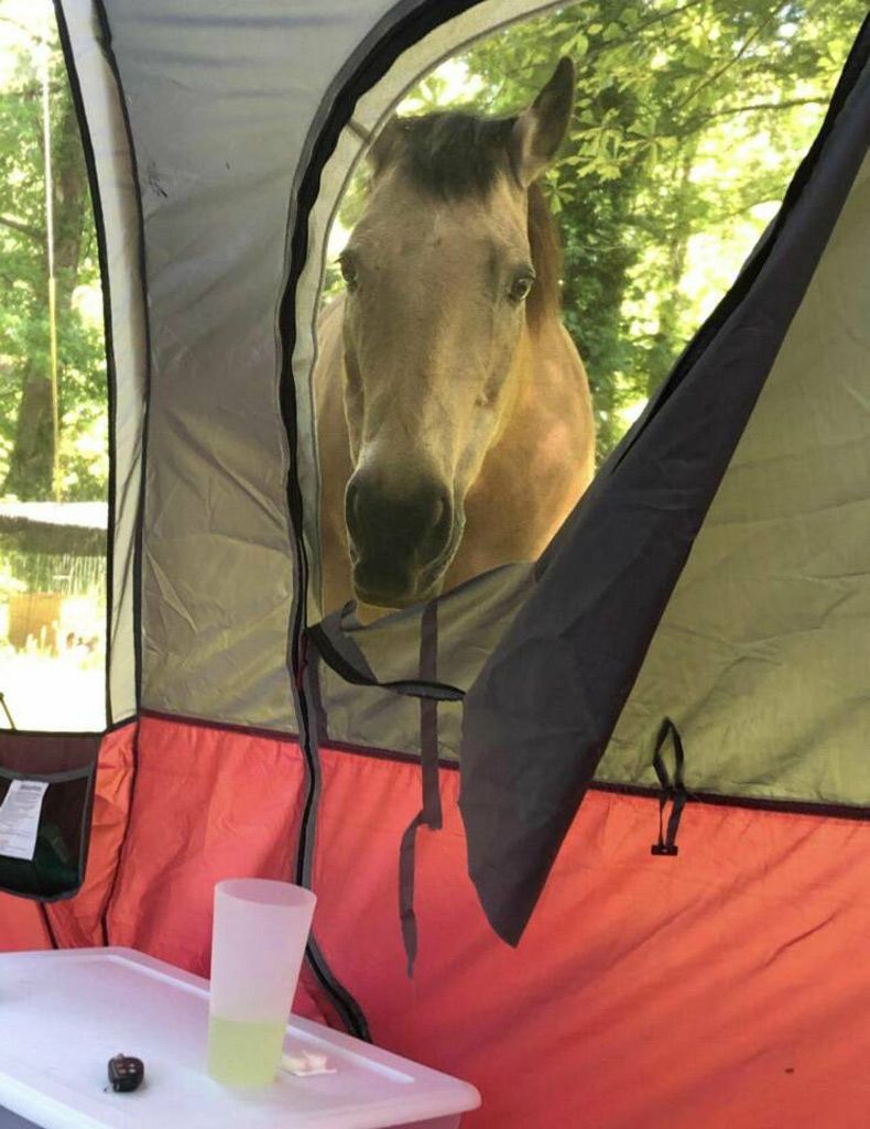 Gewoon een verzameling hilarische foto's #1605