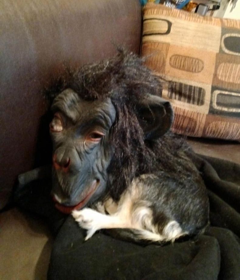 Gewoon een verzameling hilarische foto's #1605