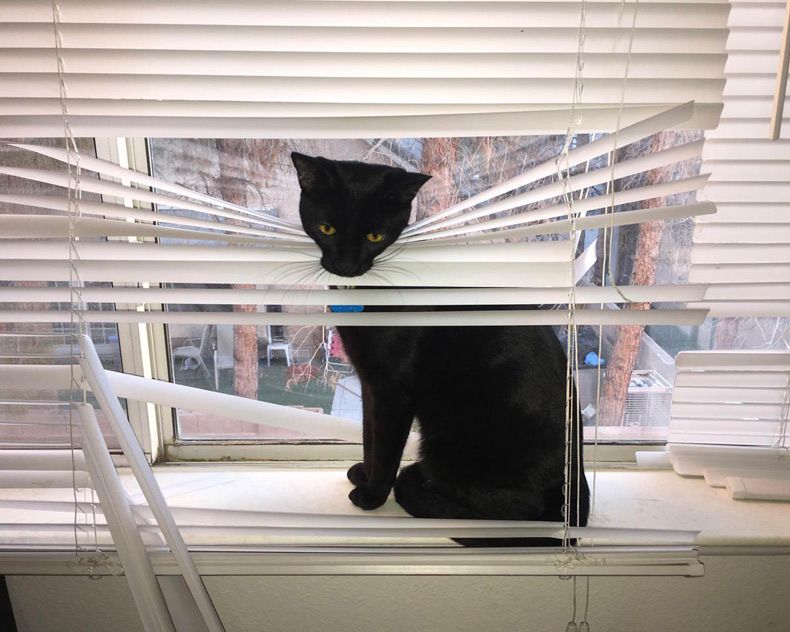 Gewoon een verzameling hilarische foto's #1605