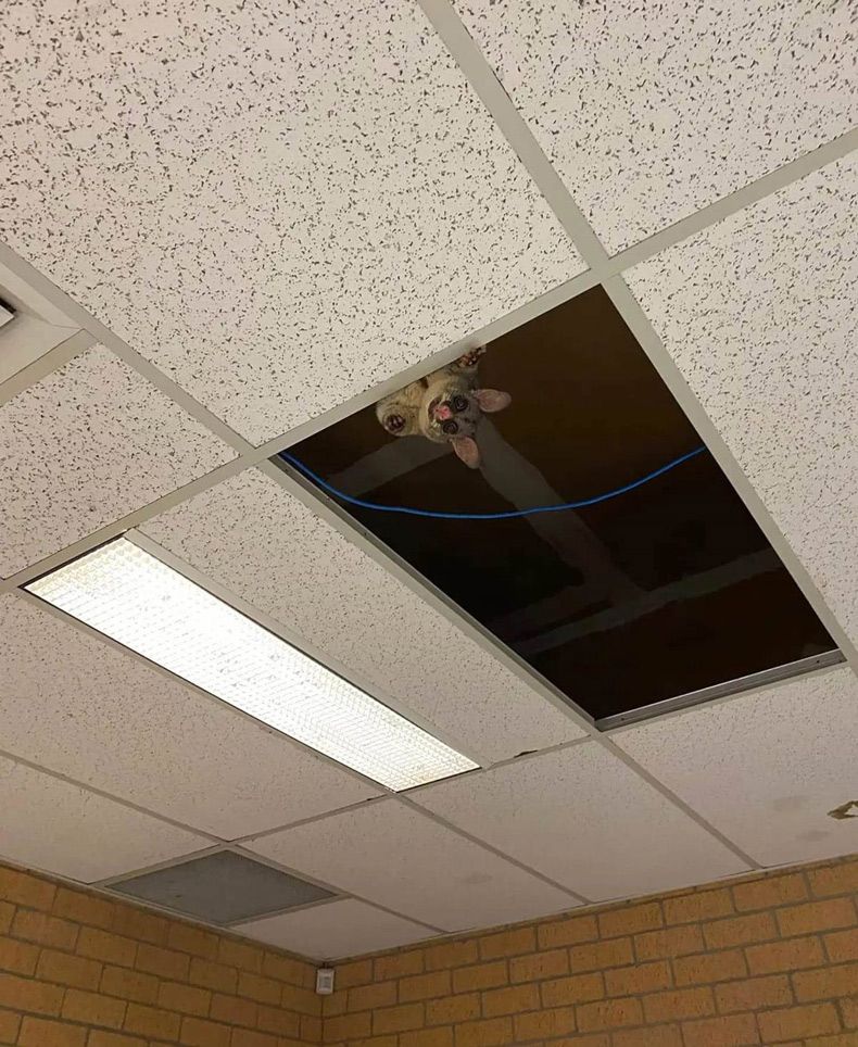 Gewoon een verzameling hilarische foto's #1606