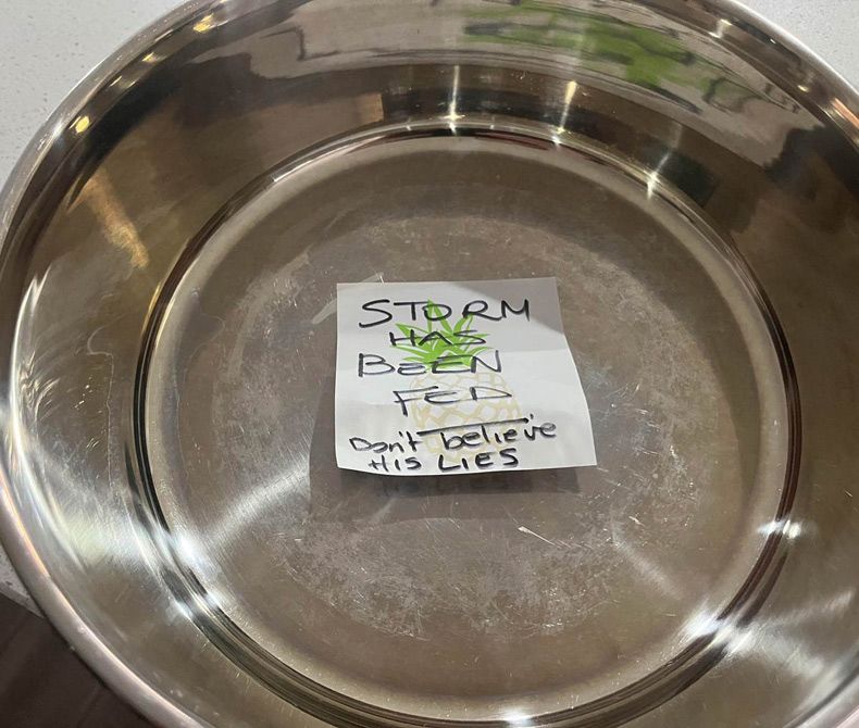 Gewoon een verzameling hilarische foto's #1607