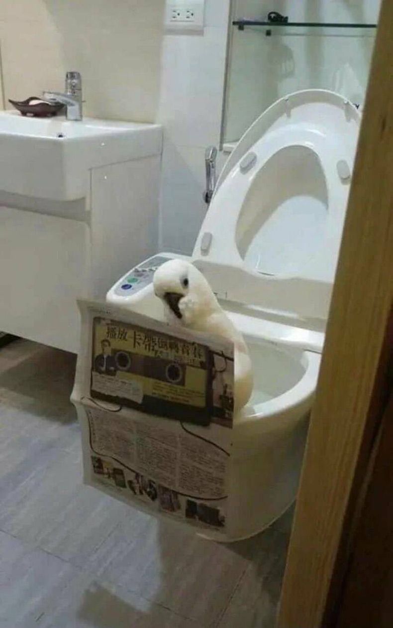 Gewoon een verzameling hilarische foto's #1611