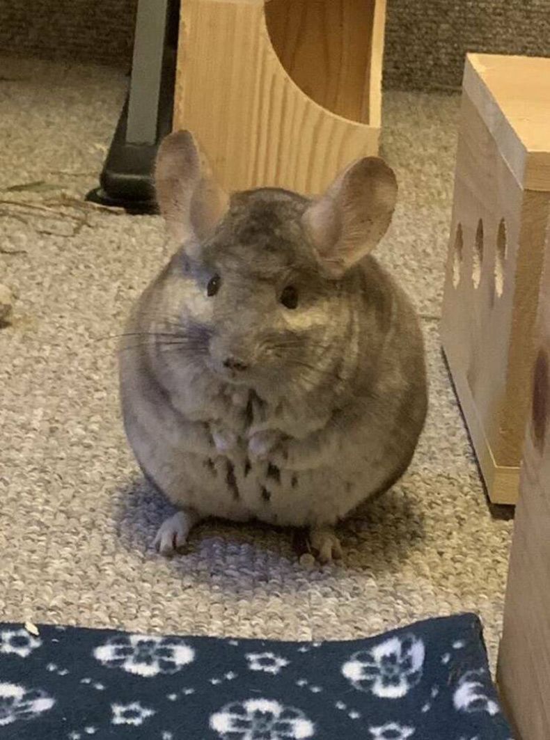 Gewoon een verzameling hilarische foto's #1611