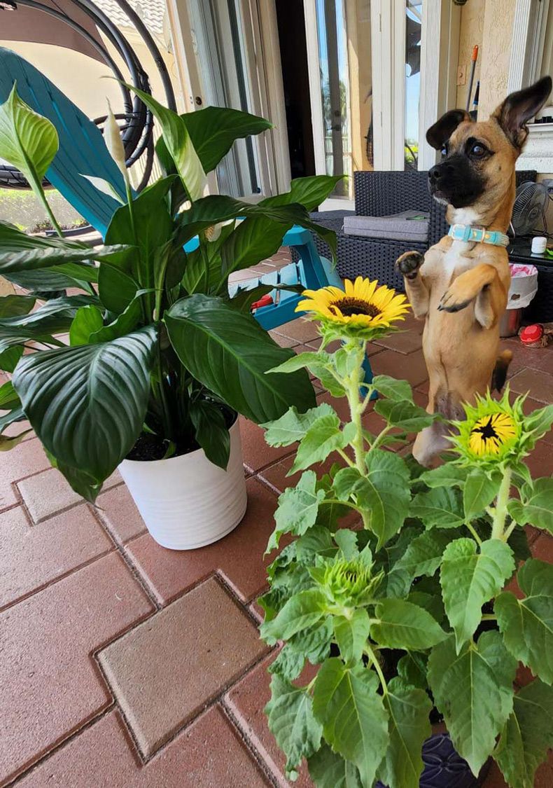 Gewoon een verzameling hilarische foto's #1611