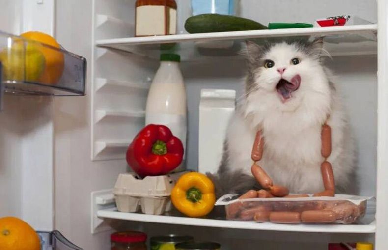 Gewoon een verzameling hilarische foto's #1612