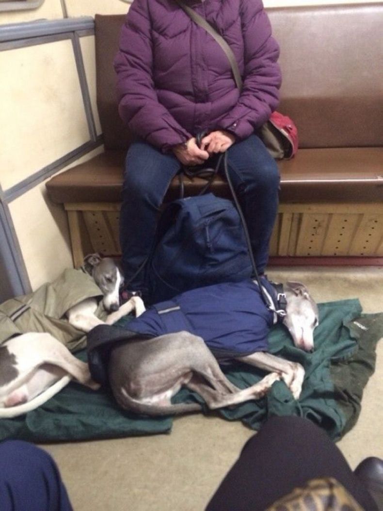 Gewoon een verzameling hilarische foto's #1614