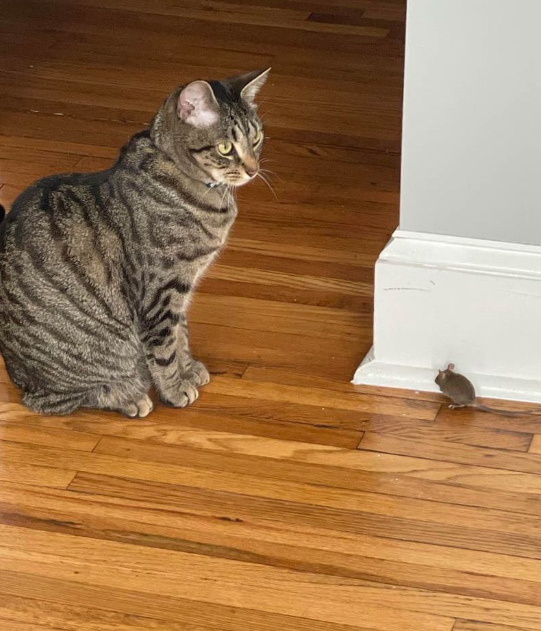 Gewoon een verzameling hilarische foto's #1614