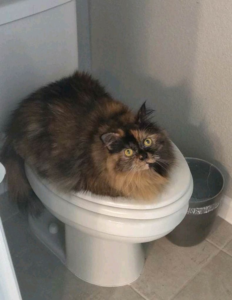 Gewoon een verzameling hilarische foto's #1614