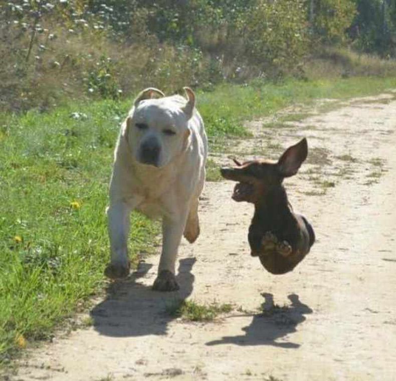 Gewoon een verzameling hilarische foto's #1619