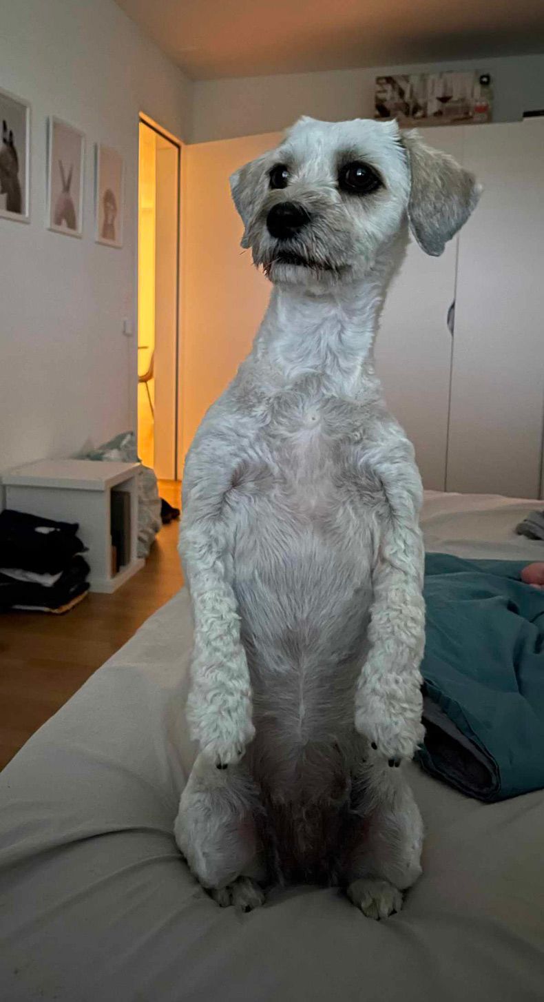 Gewoon een verzameling hilarische foto's #1619