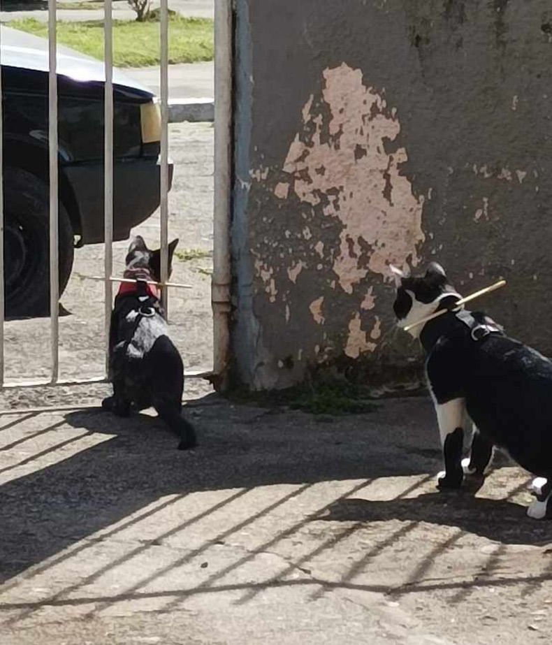Gewoon een verzameling hilarische foto's #1619