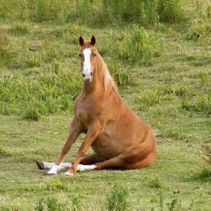 Gewoon een verzameling hilarische foto's #1623