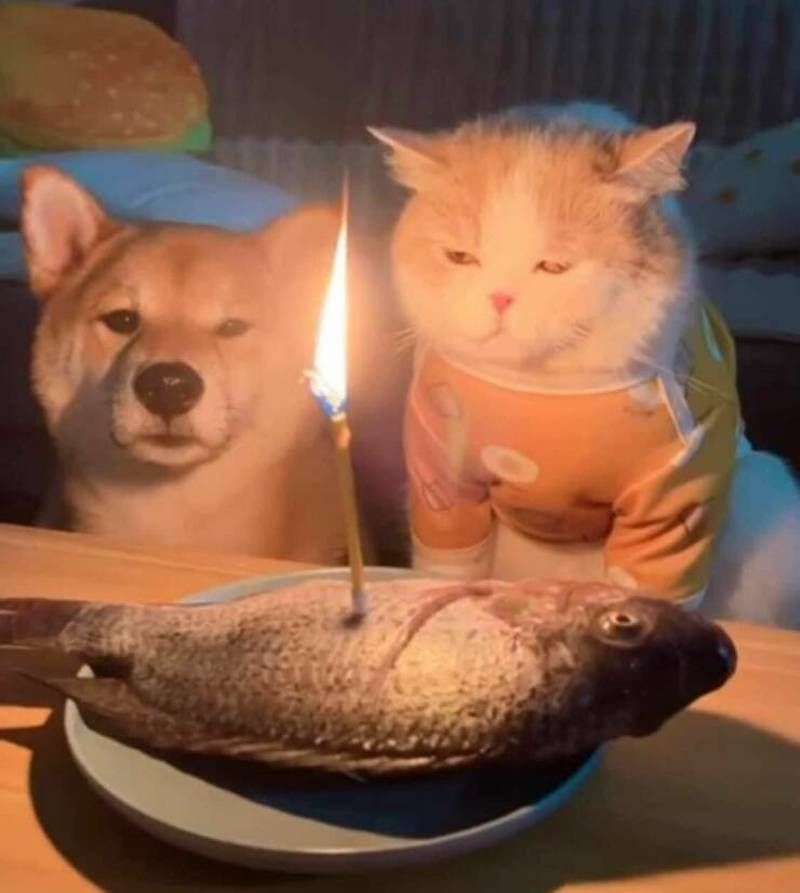 Gewoon een verzameling hilarische foto's #1625