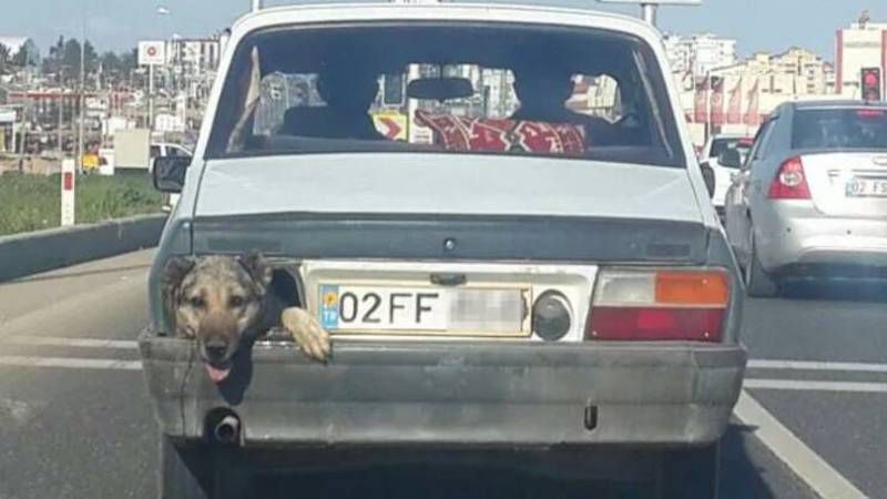 Gewoon een verzameling hilarische foto's #1627