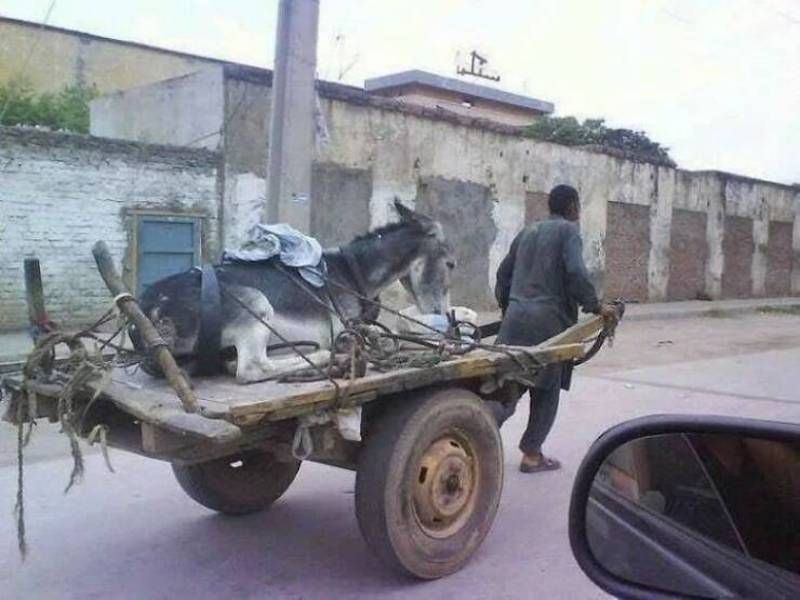 Gewoon een verzameling hilarische foto's #1627