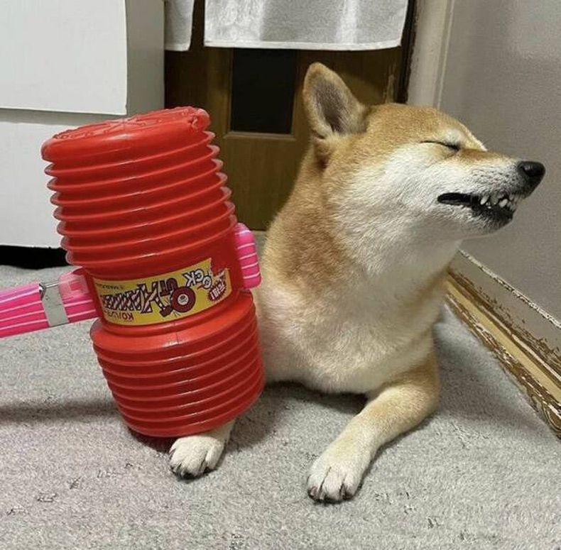 Gewoon een verzameling hilarische foto's #1628