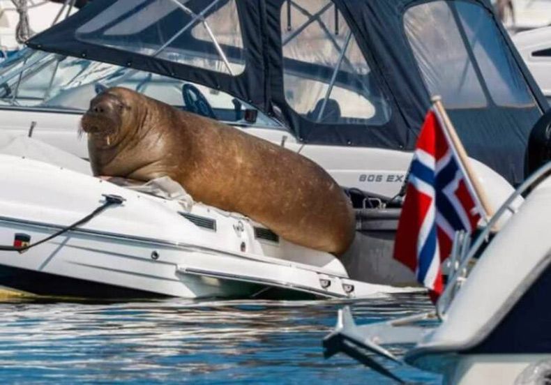 Gewoon een verzameling hilarische foto's #1629