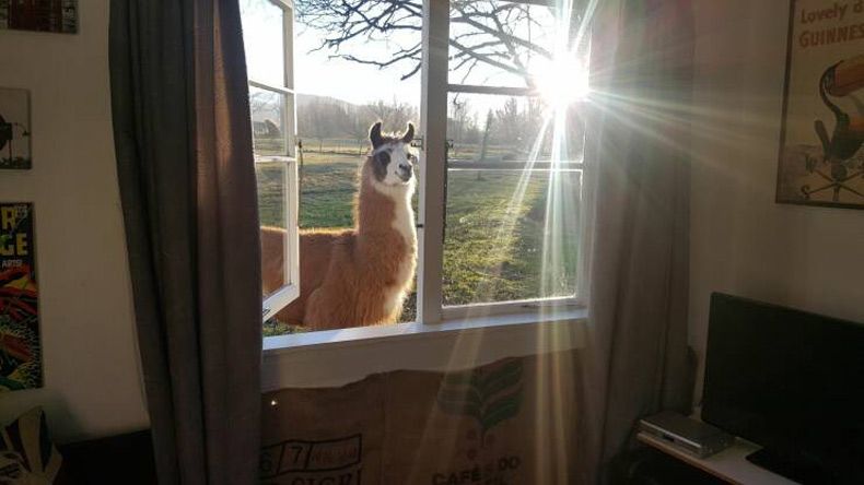 Gewoon een verzameling hilarische foto's #1629