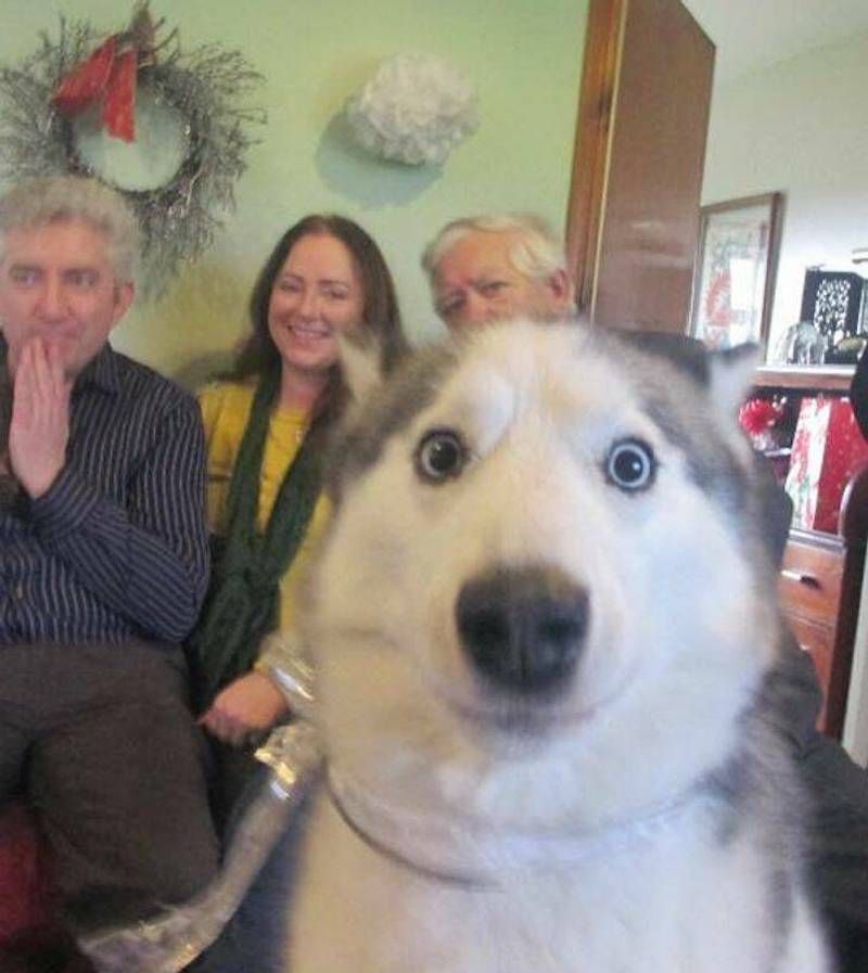Gewoon een verzameling hilarische foto's #1630