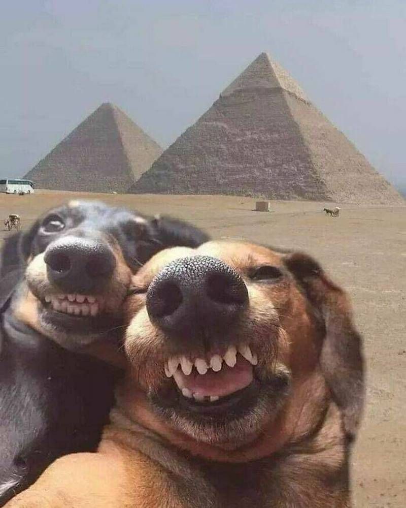 Gewoon een verzameling hilarische foto's #1630