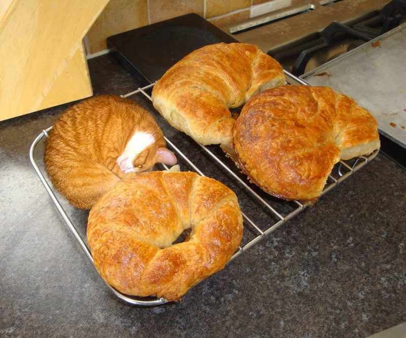 Gewoon een verzameling hilarische foto's #1622