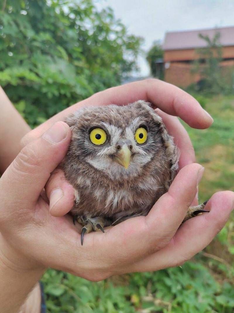 Gewoon een verzameling hilarische foto's #1622