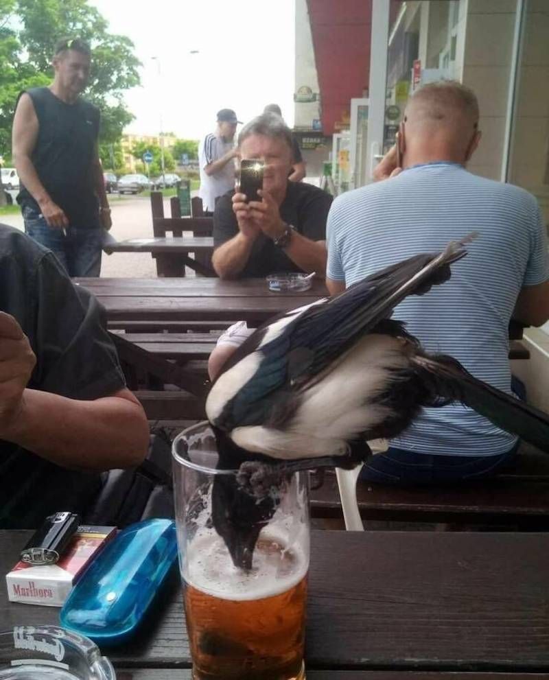 Gewoon een verzameling hilarische foto's #1622