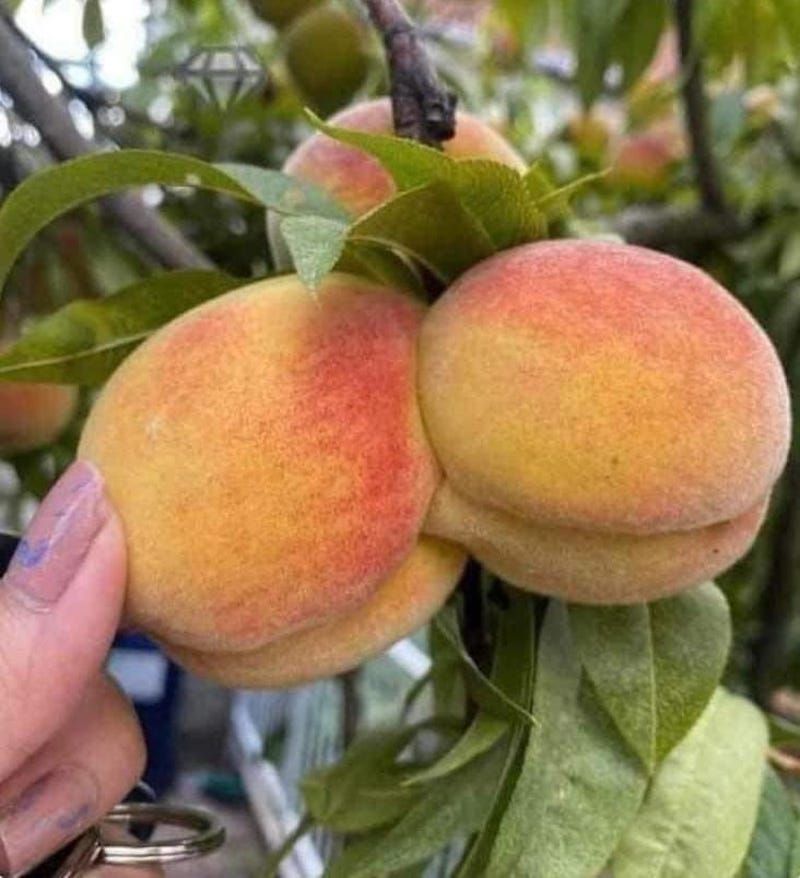 Gewoon een verzameling hilarische foto's #1622