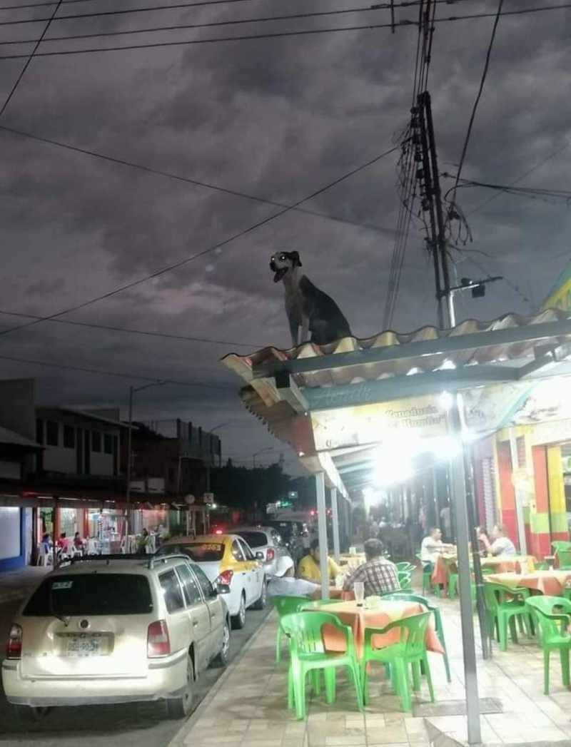 Gewoon een verzameling hilarische foto's #1622