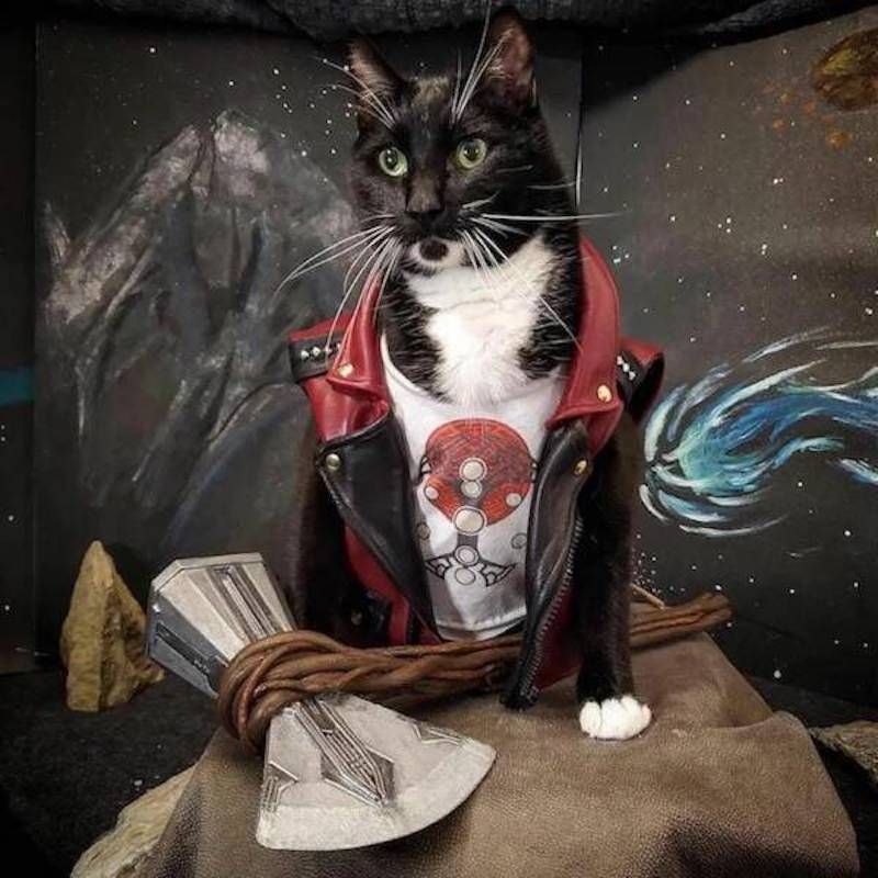 Gewoon een verzameling hilarische foto's #1622