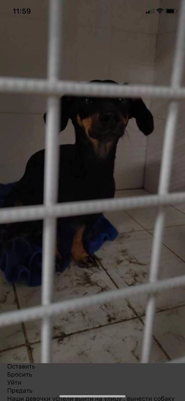 Vrouw wil rekening van dierenarts niet betalen, laat hond achter en loopt weg