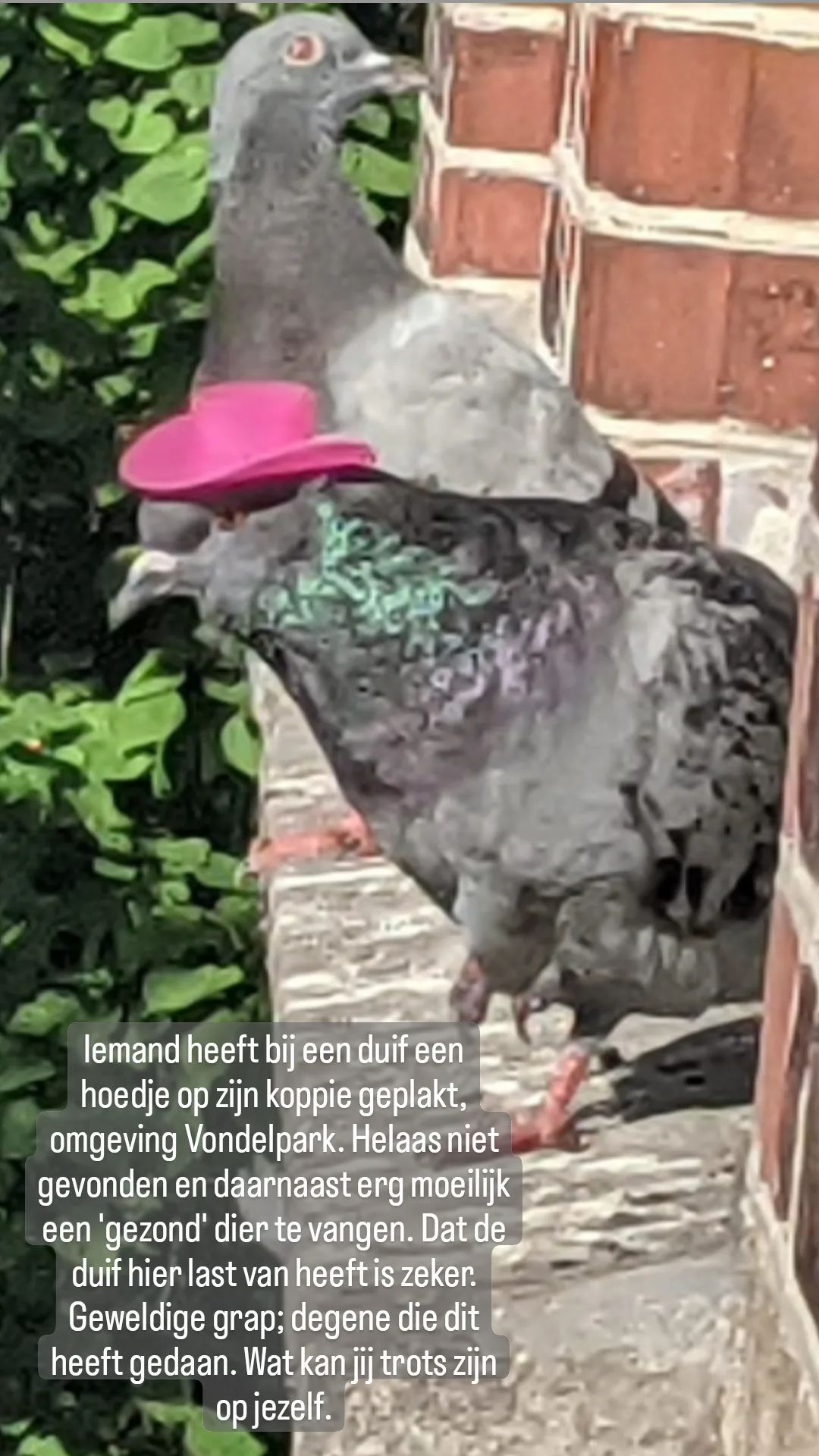 Duif doet ook 'gezellig' mee met Pride Amsterdam