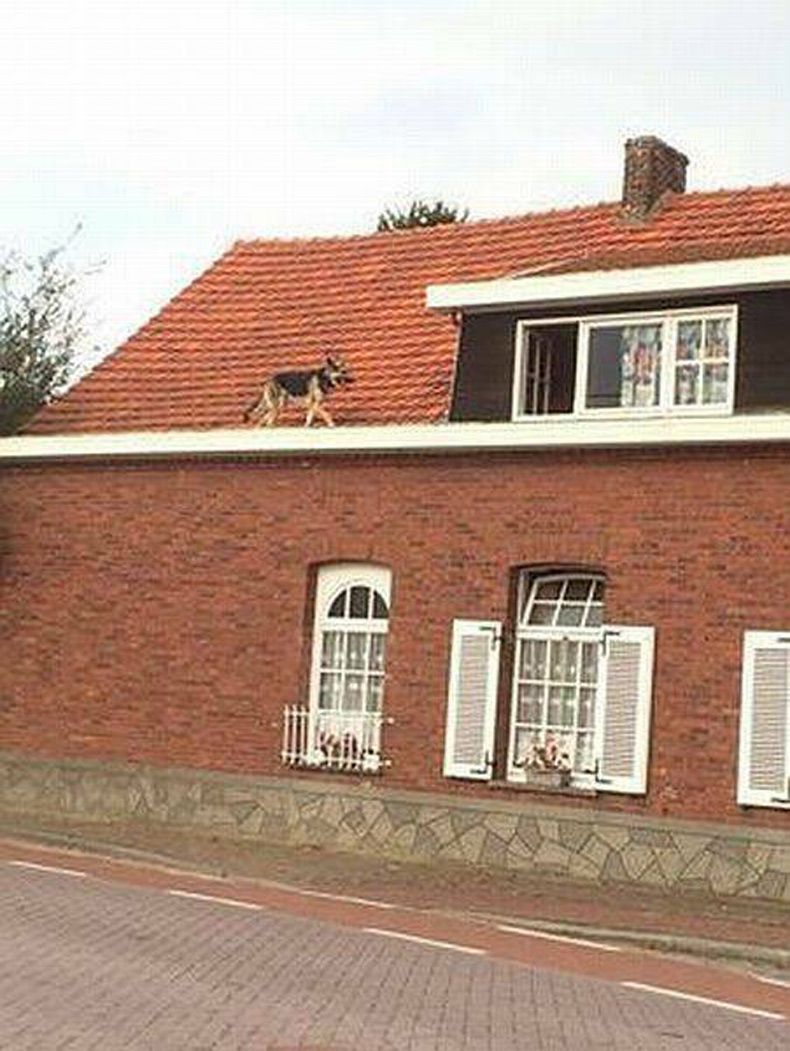 Gewoon een verzameling hilarische foto's #1631