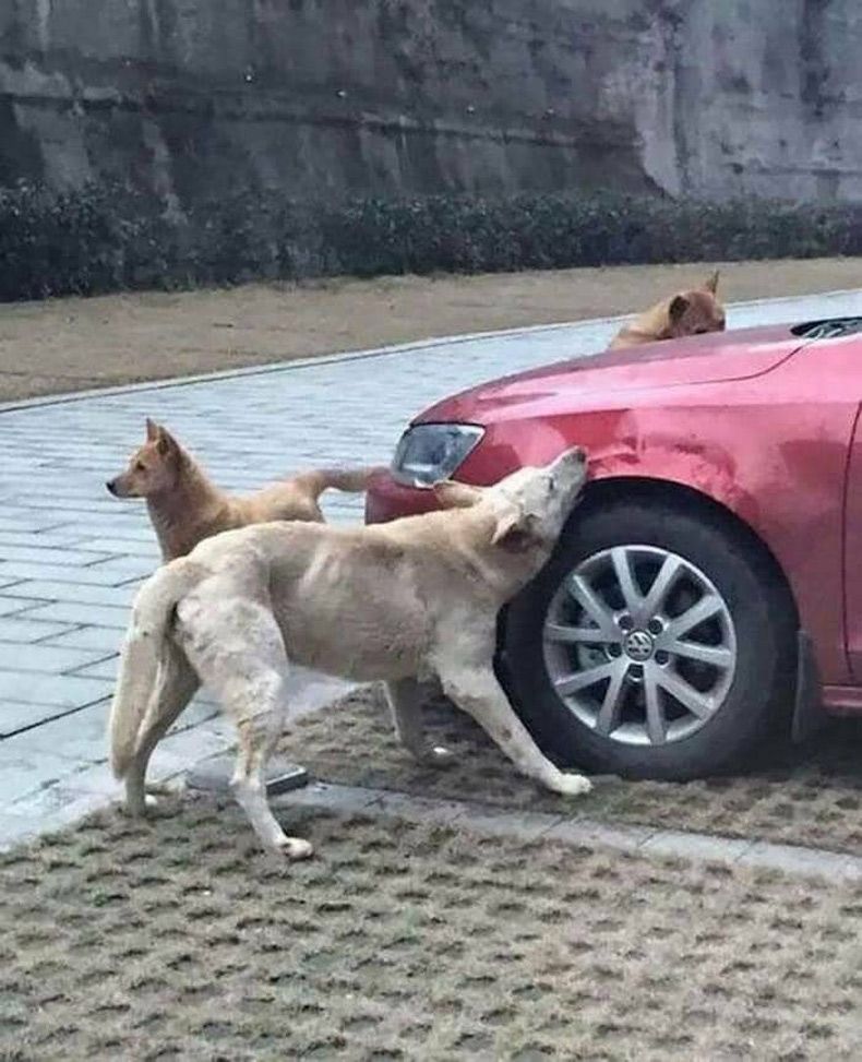 Gewoon een verzameling hilarische foto's #1632