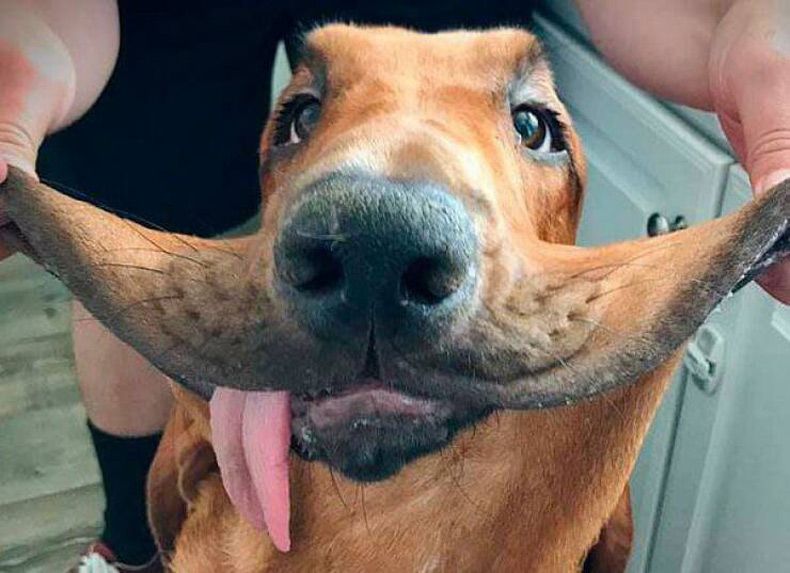 Gewoon een verzameling hilarische foto's #1636