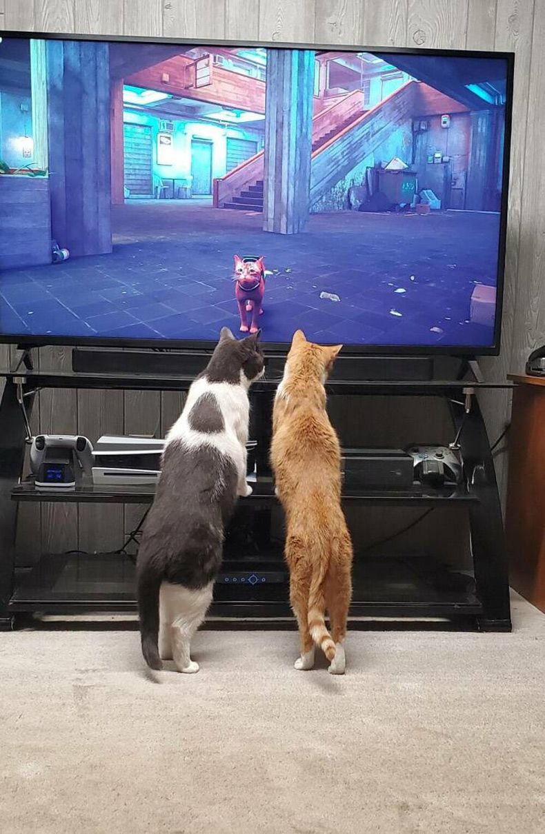 Gewoon een verzameling hilarische foto's #1642