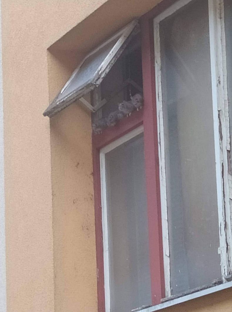 Gewoon een verzameling hilarische foto's #1642