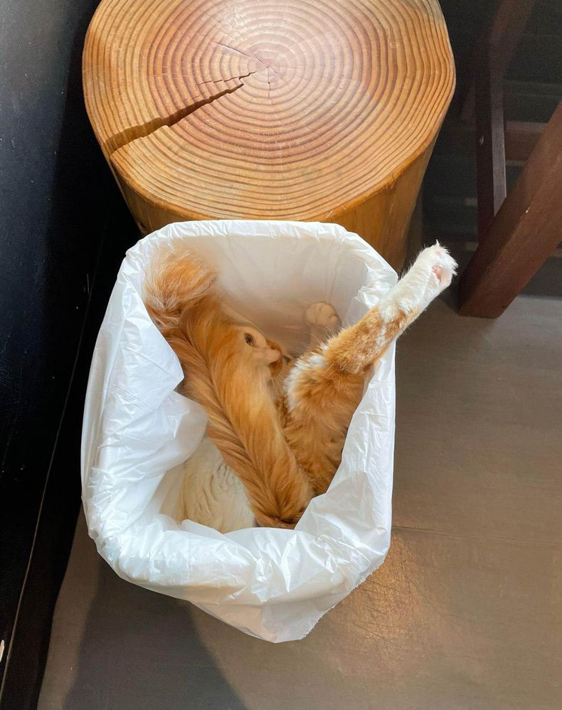 Gewoon een verzameling hilarische foto's #1642