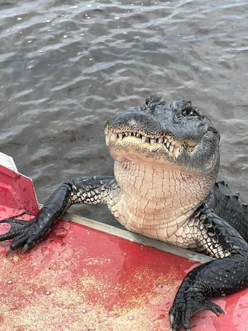 Gewoon een verzameling hilarische foto's #1643