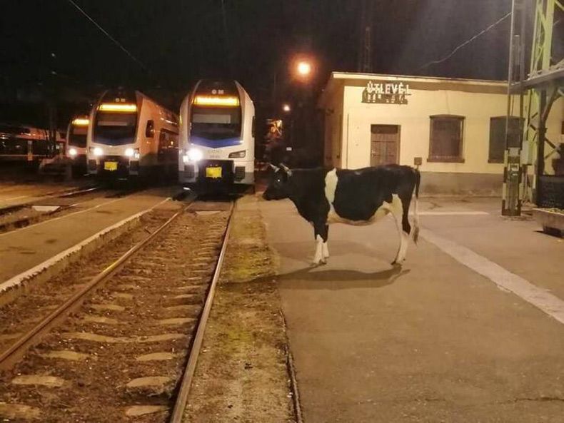 Gewoon een verzameling hilarische foto's #1656