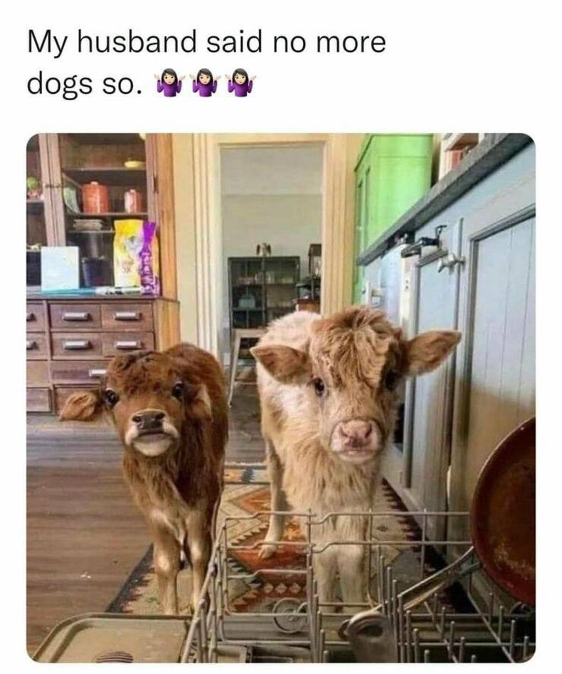Gewoon een verzameling hilarische foto's #1657