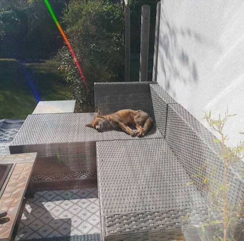 Gewoon een verzameling hilarische foto's #1657
