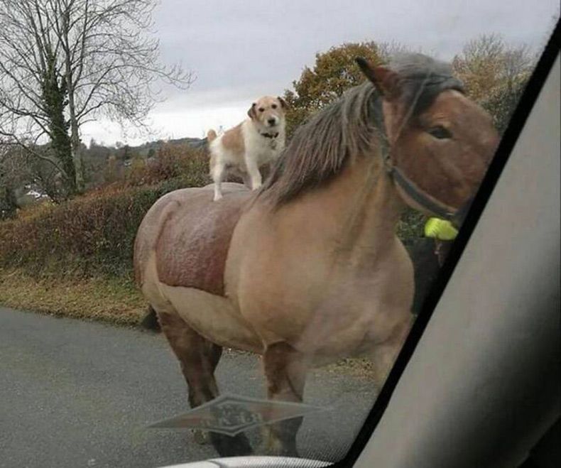 Gewoon een verzameling hilarische foto's #1659