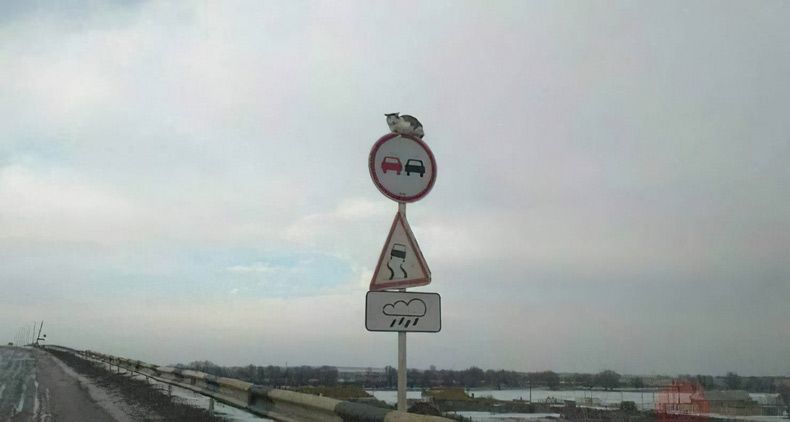 Gewoon een verzameling hilarische foto's #1661