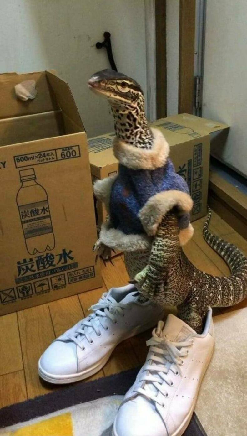 Gewoon een verzameling hilarische foto's #1665