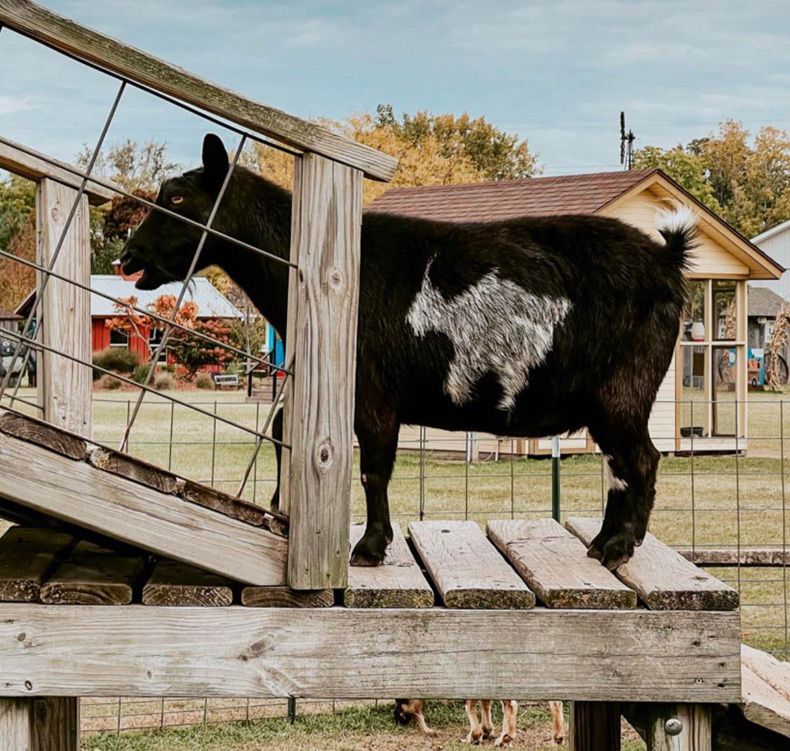 Gewoon een verzameling hilarische foto's #1666
