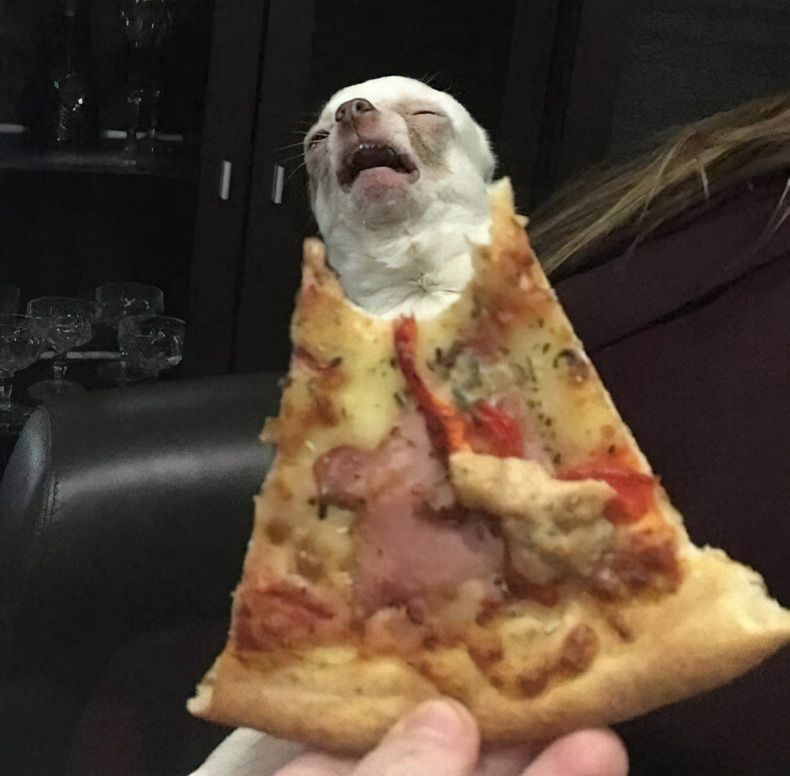 Gewoon een verzameling hilarische foto's #1670