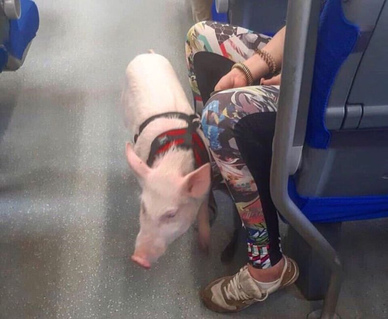 Gewoon een verzameling hilarische foto's #1671
