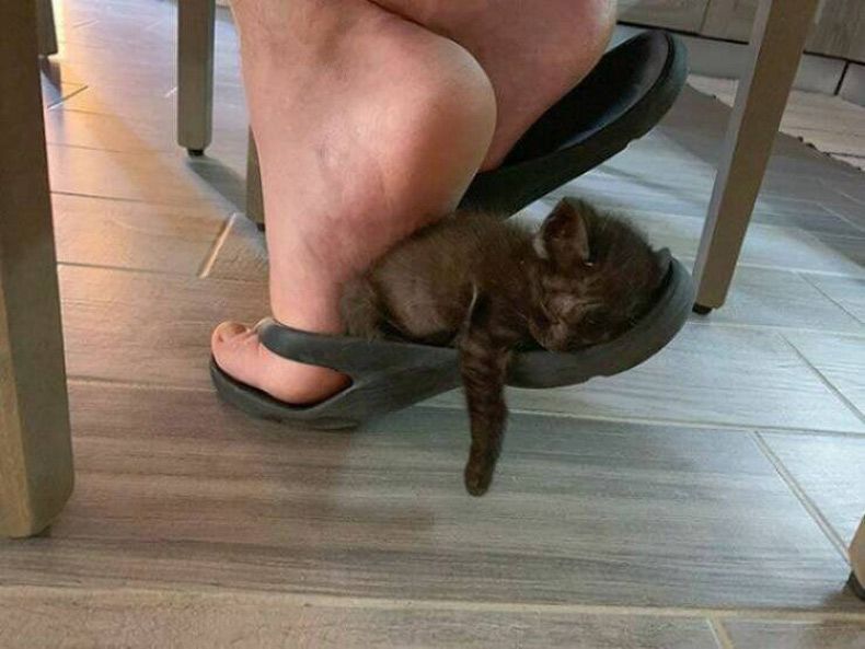 Gewoon een verzameling hilarische foto's #1672
